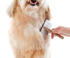 dog-shedding